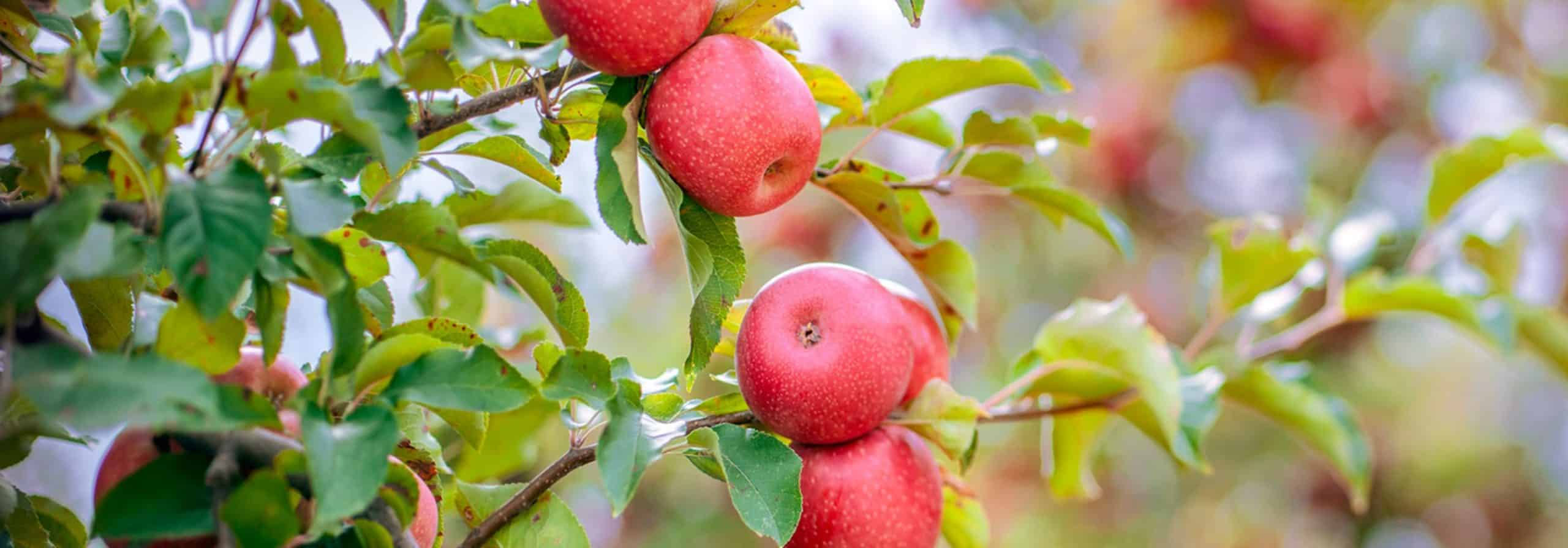 Plant Seeds Store -Plant Seeds Store 1