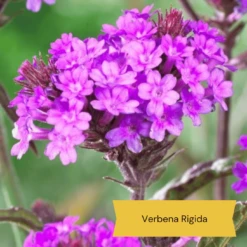 Top Tall Perennials | Plants For Height And Structure -Plant Seeds Store 10 1d634c01 3471 4932 823e f7753098c26b