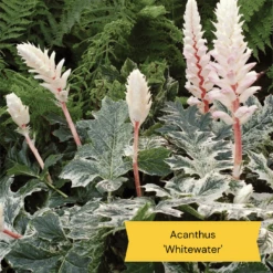 Best Ground Cover Plants | A Carpet Of Flowers -Plant Seeds Store 10 837755c8 afe5 4c31 bbd4 99fa79b99573