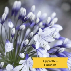 Best Tall Flowers | Perennials For Colour And Height -Plant Seeds Store 10 c48fa3ae 628f 42ad b6d6 8e20d5d5b03b