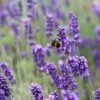 English Lavender | Lavandula Angustifolia