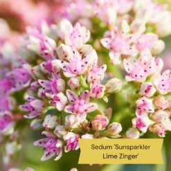 Best Ground Cover Plants | A Carpet Of Flowers -Plant Seeds Store 11 9c709cd7 e431 4793 a85a 286244c8f554