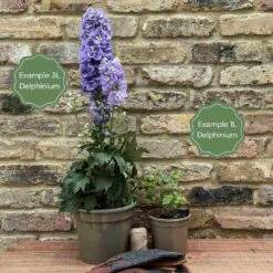 Delphinium 'Highlander Moonlight' 9 Delphinium 'Highlander Moonlight' -Plant Seeds Store 11 cc65441a 129b 40eb ba6a 968024526b44