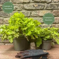 Heuchera 'Wildberry' -Plant Seeds Store 12 034a6561 6d88 419f a162 ae79148e32bc
