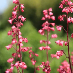 Heuchera 'Paris' -Plant Seeds Store 13 7154b48a 7897 46ed bc2e beb5269c63eb