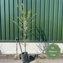 Single Stem Tibetan Cherry Tree | Prunus Serrula 13 Single Stem Tibetan Cherry Tree | Prunus Serrula -Plant Seeds Store 18LMatureTree 1 283c1b56 1155 4506 b1f3 09007d45de82