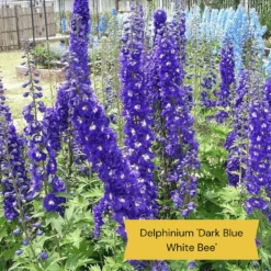 Top Tall Perennials | Plants For Height And Structure -Plant Seeds Store 1 1f2c63ee 664d 43ad b58a 412f92c2ecda