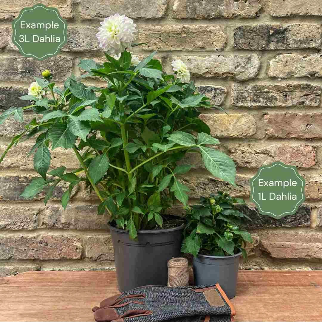 Dahlia 'Honka Yellow' 4 Dahlia 'Honka Yellow' - Image 2