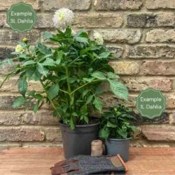 Dahlia Great Hercules -Plant Seeds Store 1 829629ce feb0 478b 85ab 3cfd82aaaf91