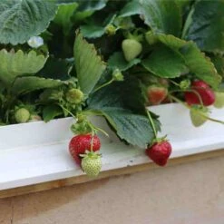 Cambridge Favourite Strawberry Plants 8 Cambridge Favourite Strawberry Plants -Plant Seeds Store 24