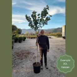 Japanese Cherry Blossom Tree | Prunus Serrulata 'Kanzan' 20 Japanese Cherry Blossom Tree | Prunus Serrulata 'Kanzan' -Plant Seeds Store 2 1 6b1fb918 9b42 4305 a998 86778440f682