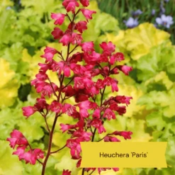 The All Year Round Heuchera Collection -Plant Seeds Store 2 35e1f3f5 8e78 4848 8b7b a64f7ec9aadb