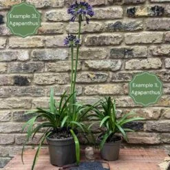 Stately Agapanthus Collection 10 Stately Agapanthus Collection -Plant Seeds Store 2 a2c2a3ea 0d21 4b97 a6c4 8ee7686551ac