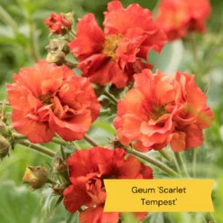 Geums Are Forever Collection -Plant Seeds Store 2 c4409372 9a30 459a b7ea d8fdeca987fd