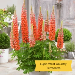 West Country Lupin Collection -Plant Seeds Store 2 c7459a82 e545 4484 b041 2d58fa4b796f