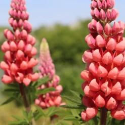 Lupin West Country Tequila Flame -Plant Seeds Store 31