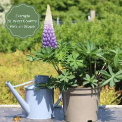 Lupin West Country Persian Slipper 10 Lupin West Country Persian Slipper -Plant Seeds Store 32