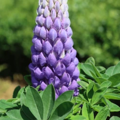 Lupin West Country Persian Slipper 12 Lupin West Country Persian Slipper -Plant Seeds Store 33