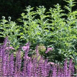 Salvia 'Rose Marvel' -Plant Seeds Store 34