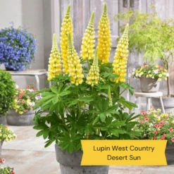 West Country Lupin Collection -Plant Seeds Store 3 675d837e 4347 43a5 a55b ce6815a336aa