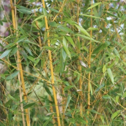 Golden Bamboo | Phyllostachys Aurea 11 Golden Bamboo | Phyllostachys Aurea -Plant Seeds Store 3 84d98edd dc4d 45d0 8aab e2ff1368fc70