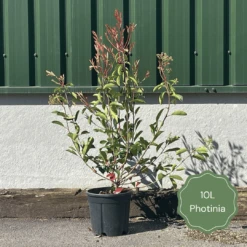 Photinia 'Red Robin' -Plant Seeds Store 3 b7201c58 b4ae 4adc b36d 73d905e78876
