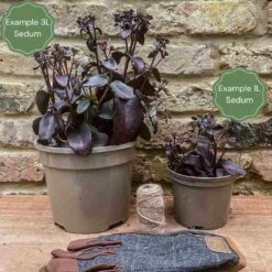 Sedum 'Sunsparkler Lime Zinger' -Plant Seeds Store 3 bd97e1b8 c0f0 45e7 9db1 c78957035d07