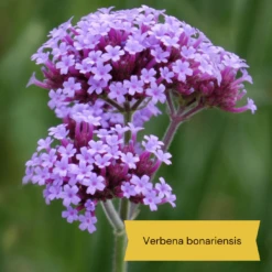 Best Tall Flowers | Perennials For Colour And Height -Plant Seeds Store 3 d0d2a7b5 418d 4a62 9dc1 c70de579fdba