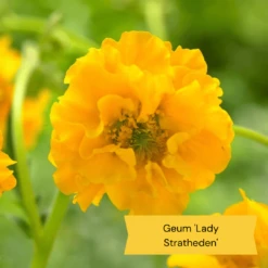 Geums Are Forever Collection -Plant Seeds Store 3 dac91ab4 64d4 42a2 89e6 7b04f8f6d937