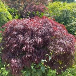 Red Weeping Japanese Maple Tree | Acer Palmatum 'Garnet' -Plant Seeds Store 40
