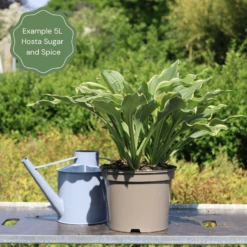 Hosta 'Sugar & Spice' -Plant Seeds Store 47 374c027b 3d64 4403 9e7d 2a49de52e6d8