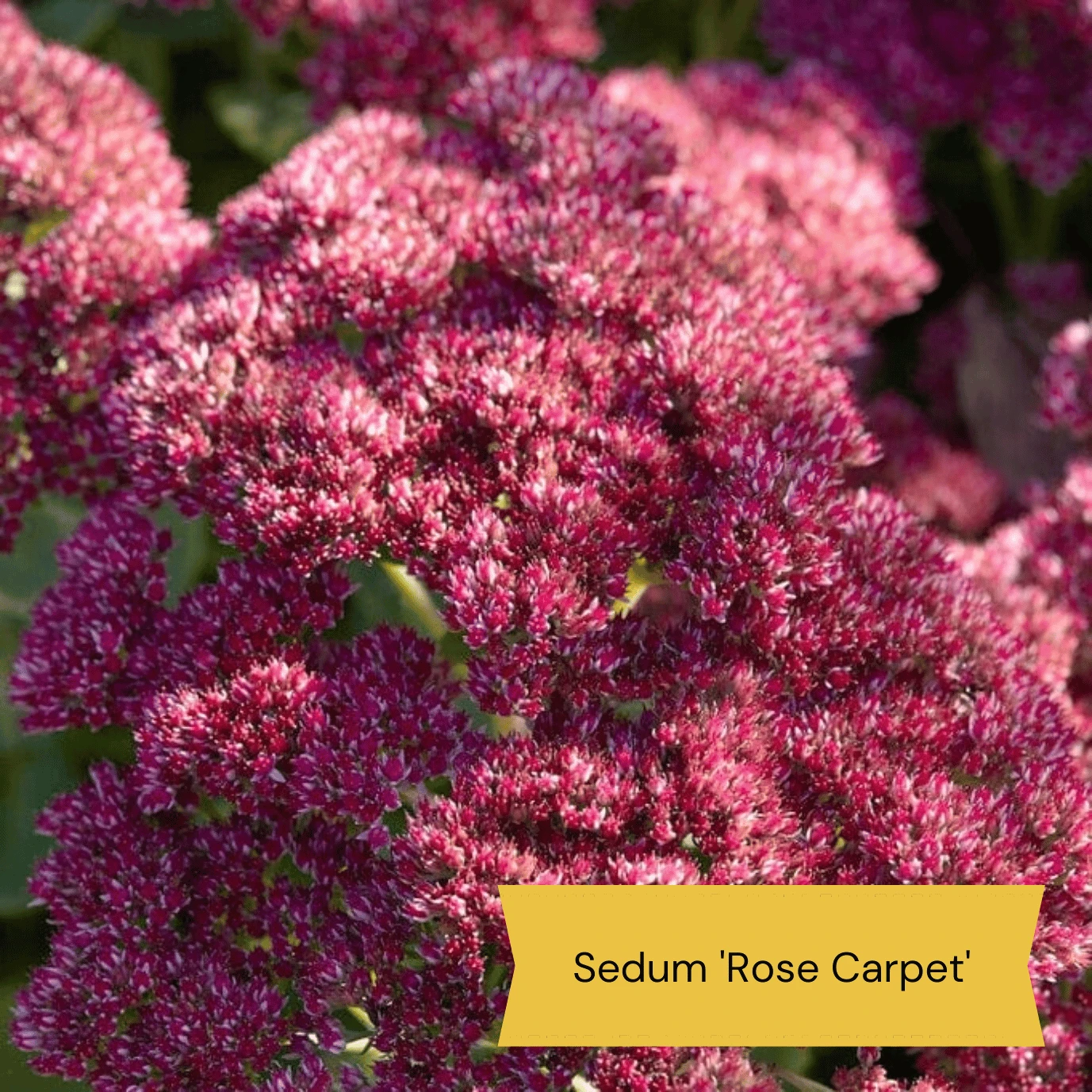 Sensory Garden Plants | Tactile, Bright & Fragrant 7 Sensory Garden Plants | Tactile, Bright & Fragrant - Image 5