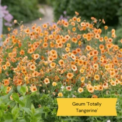 Geums Are Forever Collection -Plant Seeds Store 4 97e7703f 2673 4a42 ab00 07cde4567536