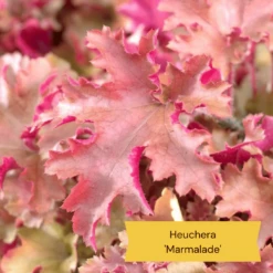 The All Year Round Heuchera Collection -Plant Seeds Store 4 b61acf56 aa11 4ab4 85c2 3da2b41a4837