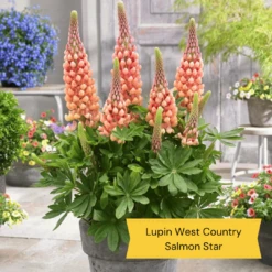West Country Lupin Collection -Plant Seeds Store 4 cda8f4cd ed82 45a5 8fce 044d9f10f429