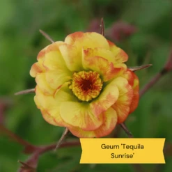 Geums Are Forever Collection -Plant Seeds Store 5 29cd16f2 5951 4643 8814 e1219b043325