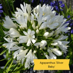 Top Tall Perennials | Plants For Height And Structure -Plant Seeds Store 5 485e8806 0f1c 43a6 ba75 0fe8eeab04b9