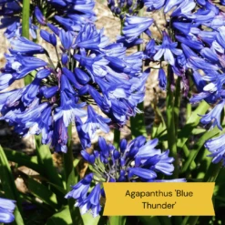 Best Tall Flowers | Perennials For Colour And Height -Plant Seeds Store 5 50a31002 fa3d 4f1e b06a 9949cecaa955