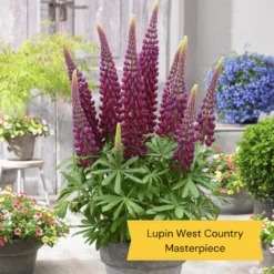 West Country Lupin Collection -Plant Seeds Store 5 ff6c93ca 5af3 47c2 acc4 7336daa3b7fb