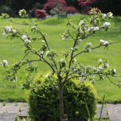 'Discovery' Semi-Dwarf Apple Tree -Plant Seeds Store 6 4ad16f60 ffe1 4e89 9a19 19754bd35370
