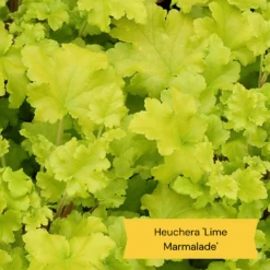 Best Ground Cover Plants | A Carpet Of Flowers -Plant Seeds Store 6 86769194 3fb4 4162 be91 0e845dfa7f3e