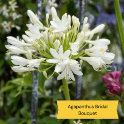 Best Tall Flowers | Perennials For Colour And Height -Plant Seeds Store 6 c2c77175 3aa4 49a5 8066 b570c77636e2