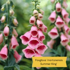 Best Tall Flowers | Perennials For Colour And Height -Plant Seeds Store 8 15a7472e ebb1 4d61 b921 20fc084db2ad