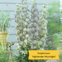 Top Tall Perennials | Plants For Height And Structure -Plant Seeds Store 8 4b684192 fadd 454e 8bf3 2aa302751584