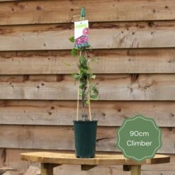 'Rosa Banksiae 'Alba Plena' | Rambling Rose -Plant Seeds Store 90cm Climber 15c2fa12 312b 437e 82bf 3eefc893bb7a