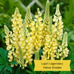 Top Tall Perennials | Plants For Height And Structure -Plant Seeds Store 9 27d1ab8e d7f5 47e6 964e 1b936bd94d27