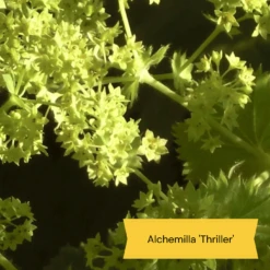 Best Ground Cover Plants | A Carpet Of Flowers -Plant Seeds Store 9 8dafed11 8be0 4fd6 9703 440d32544ae9