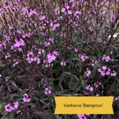 Best Tall Flowers | Perennials For Colour And Height -Plant Seeds Store 9 cabc3cc2 0acc 4197 934d 61a2e42cc16d