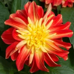 12 Annuals For Pots | The Waterloo Sunset Collection | Petunia, Dahlia & Begonia -Plant Seeds Store AB0024 2 a8038d7c d177 4938 afd5 9349fecdd701