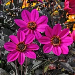 12 Annuals For Hanging Baskets | The Dark Side Of The Moon Collection | Calibrachoa, Petunia & Dahlia -Plant Seeds Store AB0025 1 a301e88e a890 44ff 8875 d44834da31a2